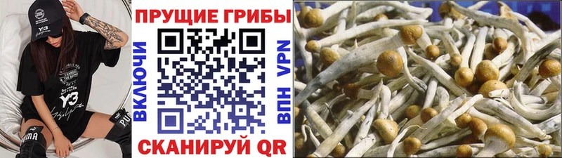 Галлюциногенные грибы Psilocybe  Болохово 
